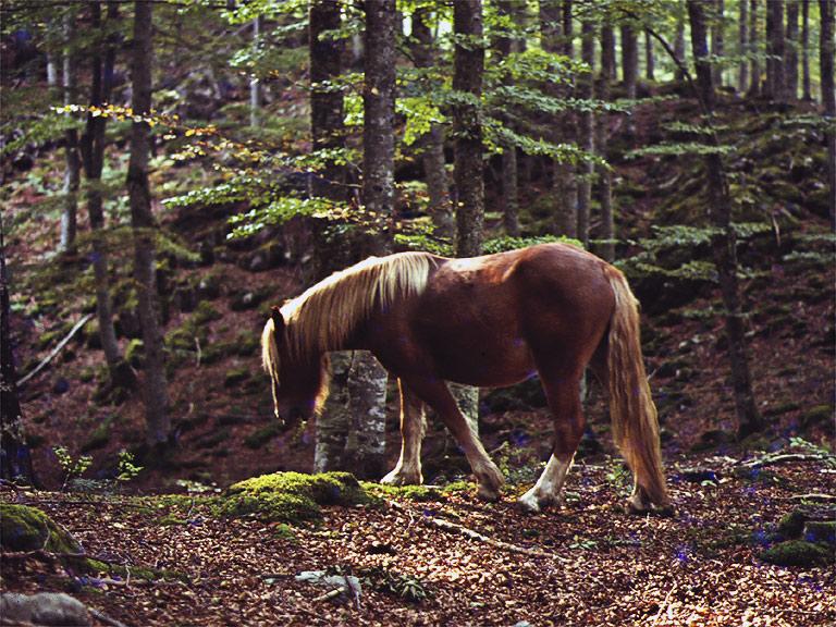 Aralar en Otoño.jpg
